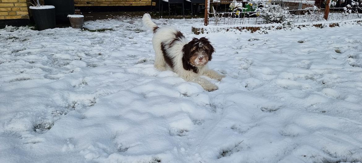 Schapendoes Idéfix billede 2