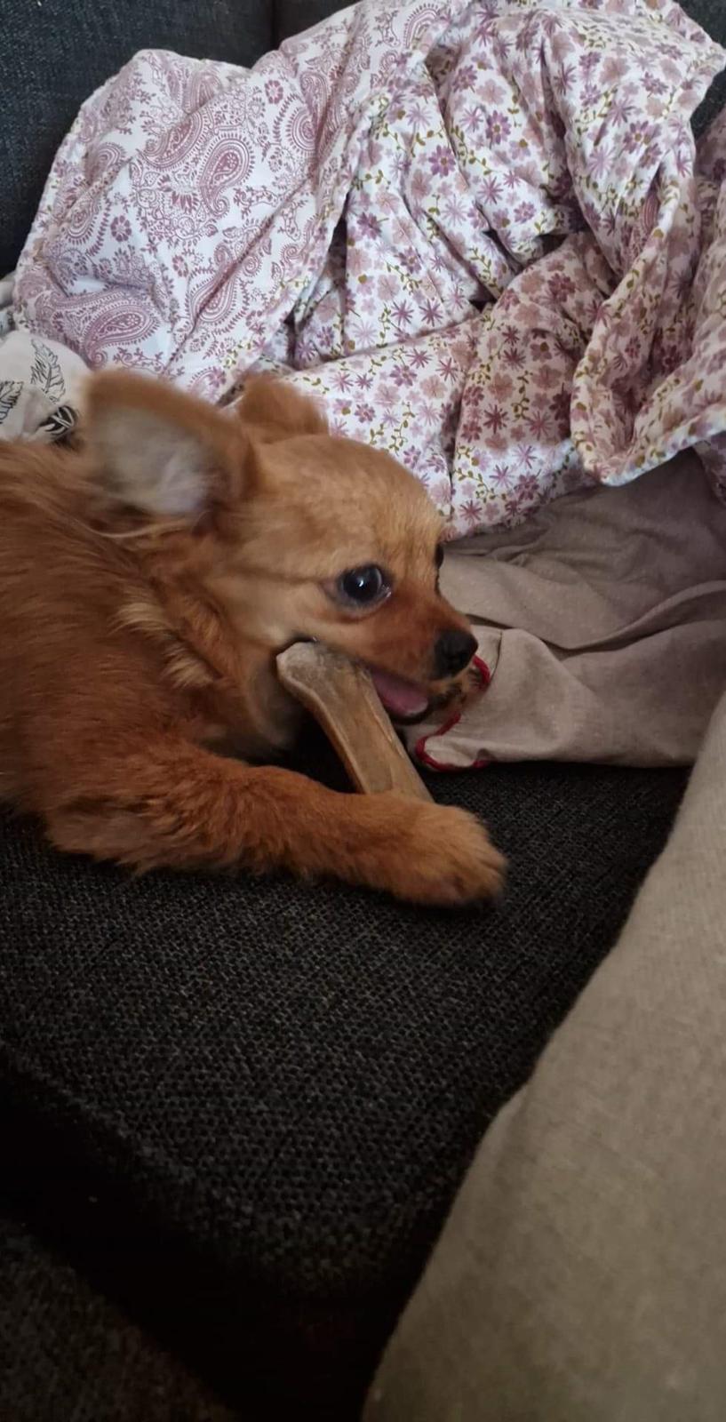 Blanding af racer Flora Ræv billede 1