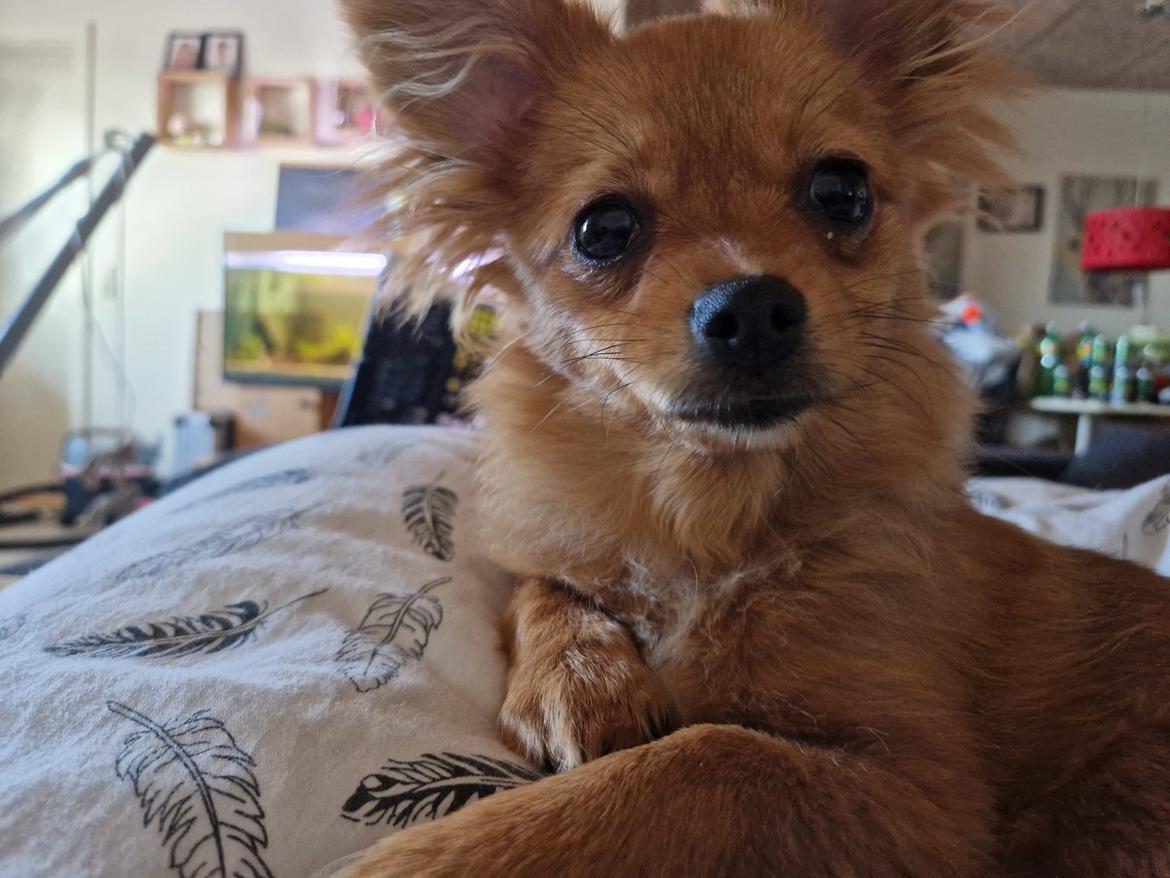 Blanding af racer Flora Ræv billede 2