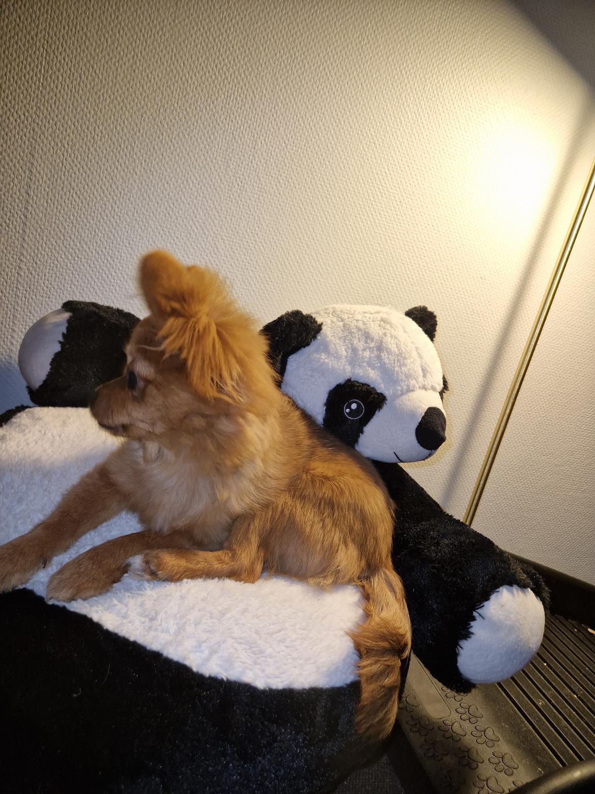 Blanding af racer Flora Ræv billede 4