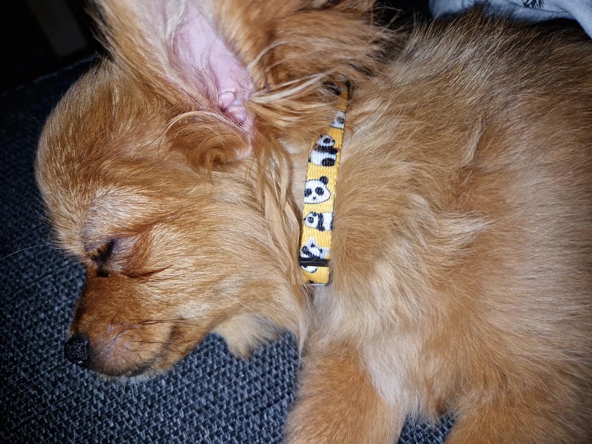 Blanding af racer Flora Ræv billede 5