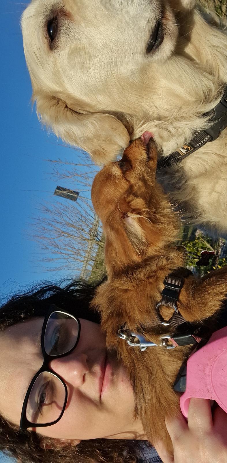 Blanding af racer Flora Ræv billede 3