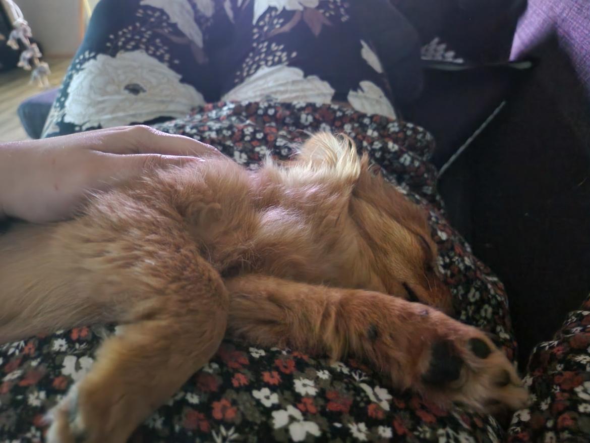 Blanding af racer Flora Ræv billede 7