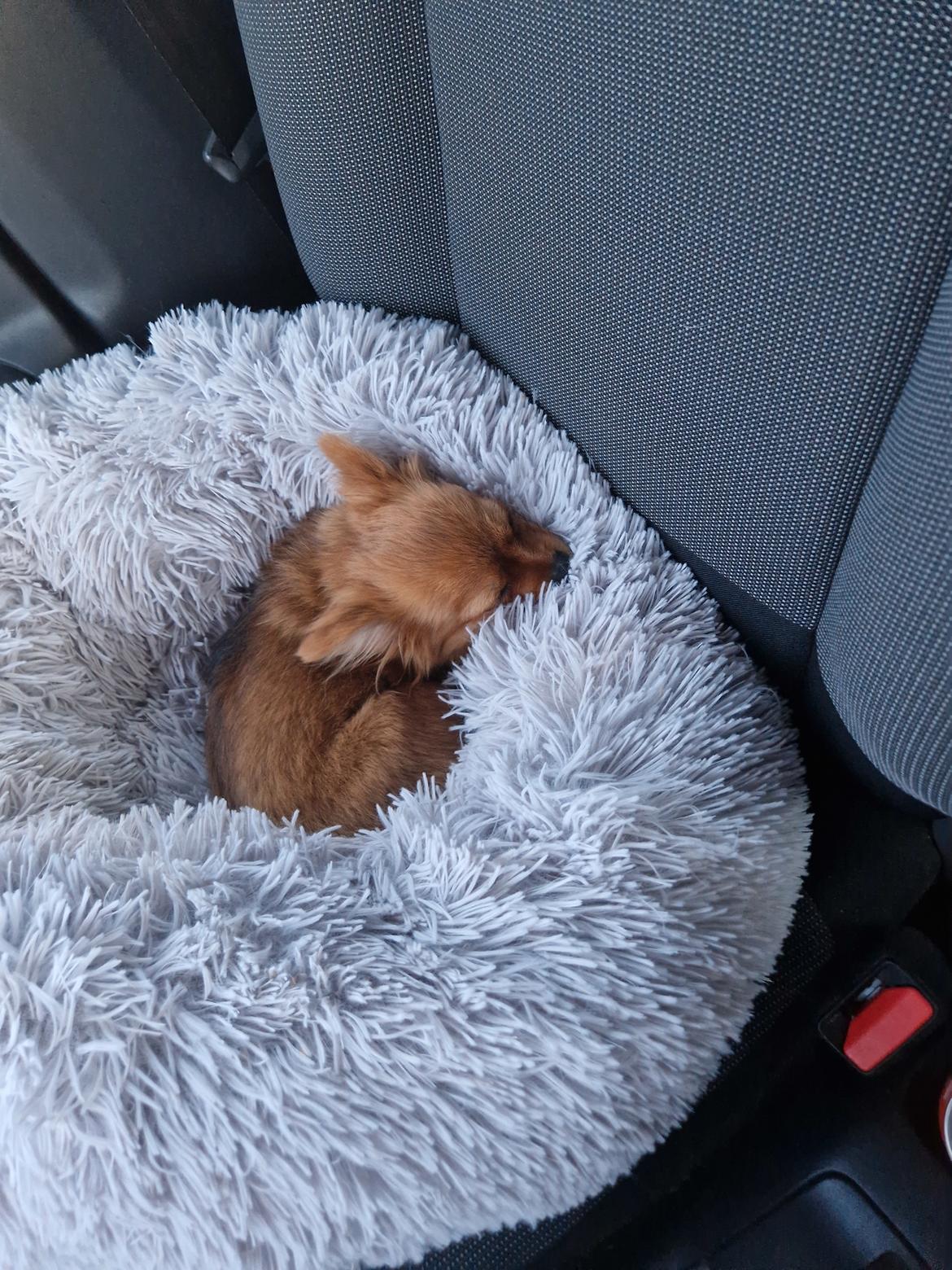 Blanding af racer Flora Ræv billede 6