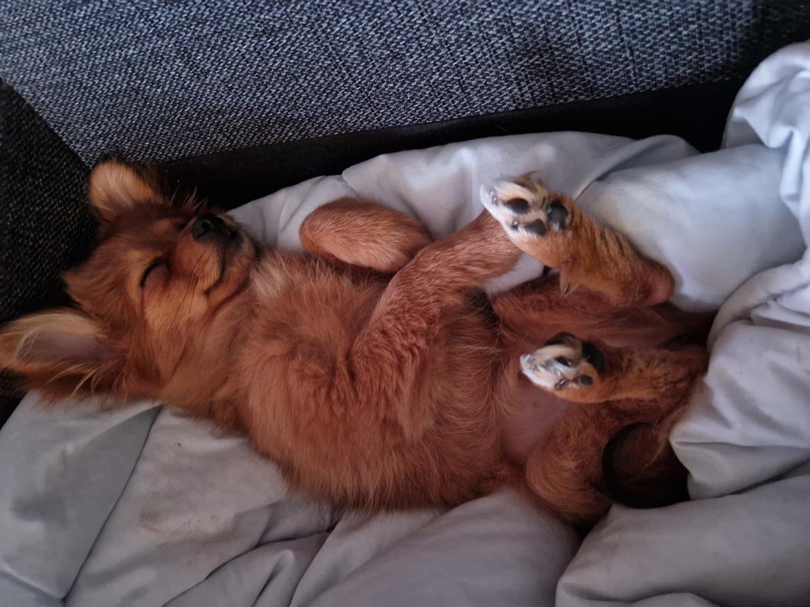 Blanding af racer Flora Ræv billede 10