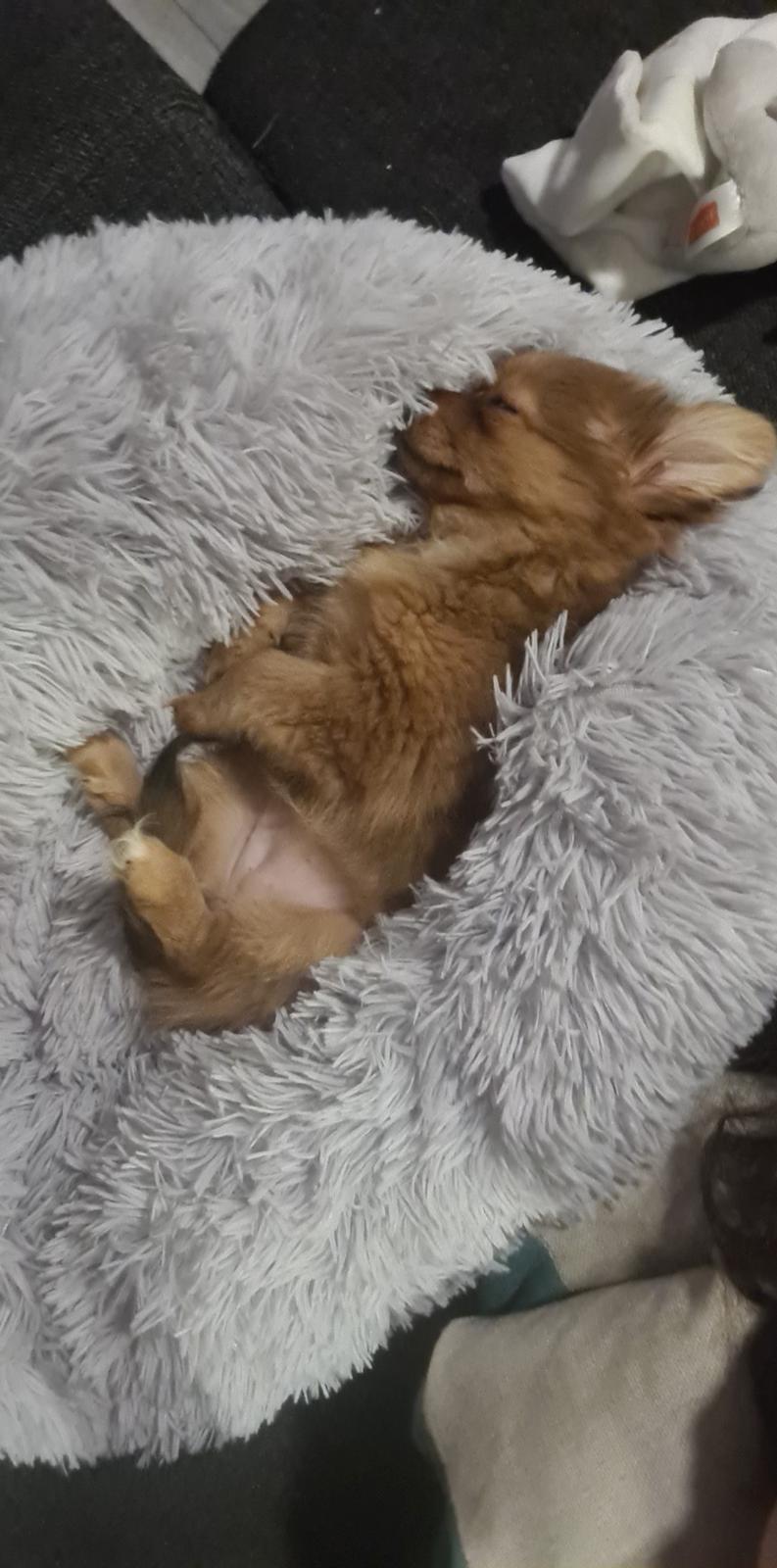 Blanding af racer Flora Ræv billede 11