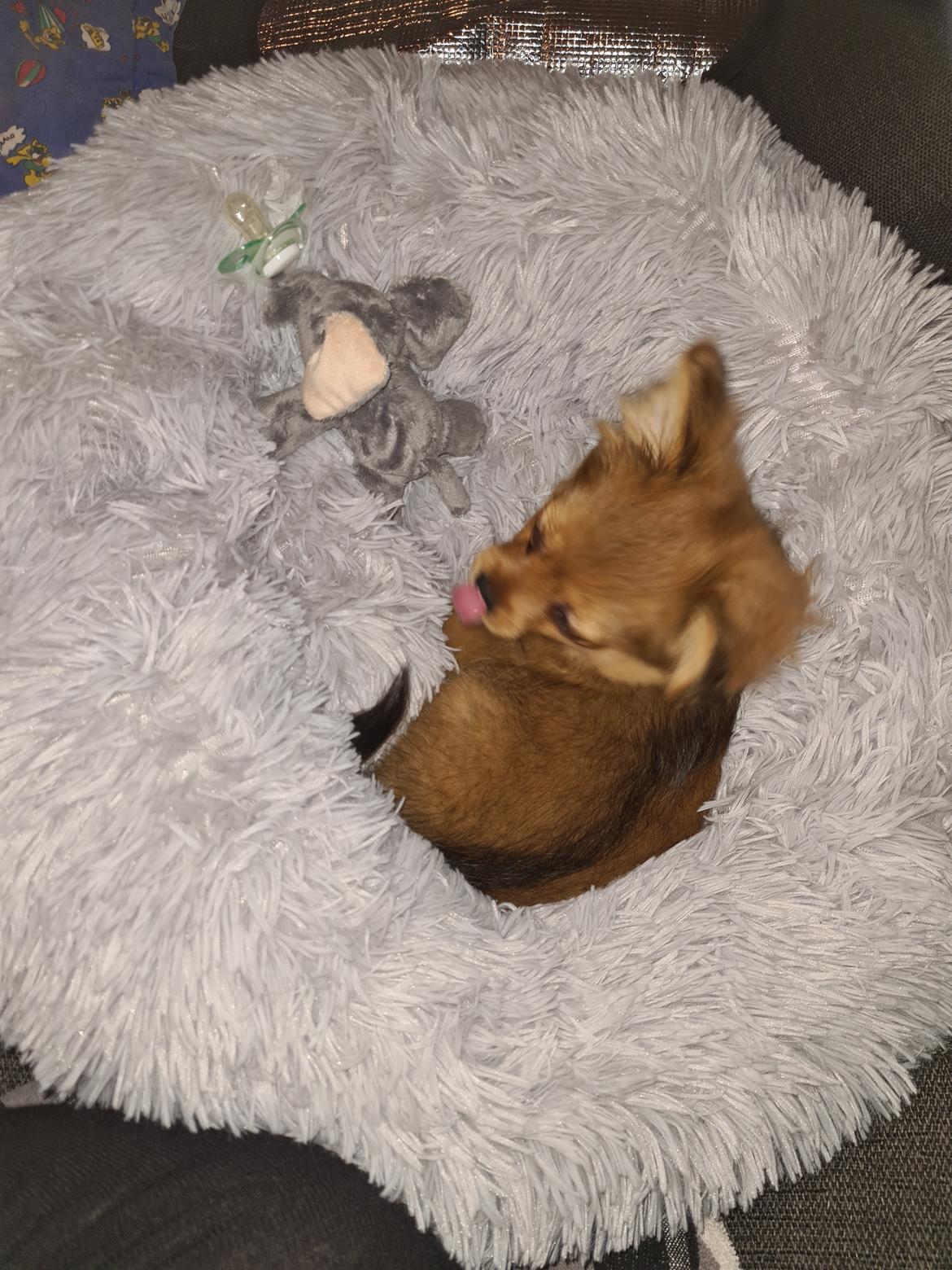 Blanding af racer Flora Ræv billede 12