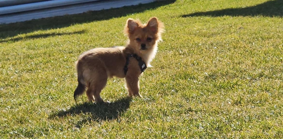 Blanding af racer Flora Ræv billede 9