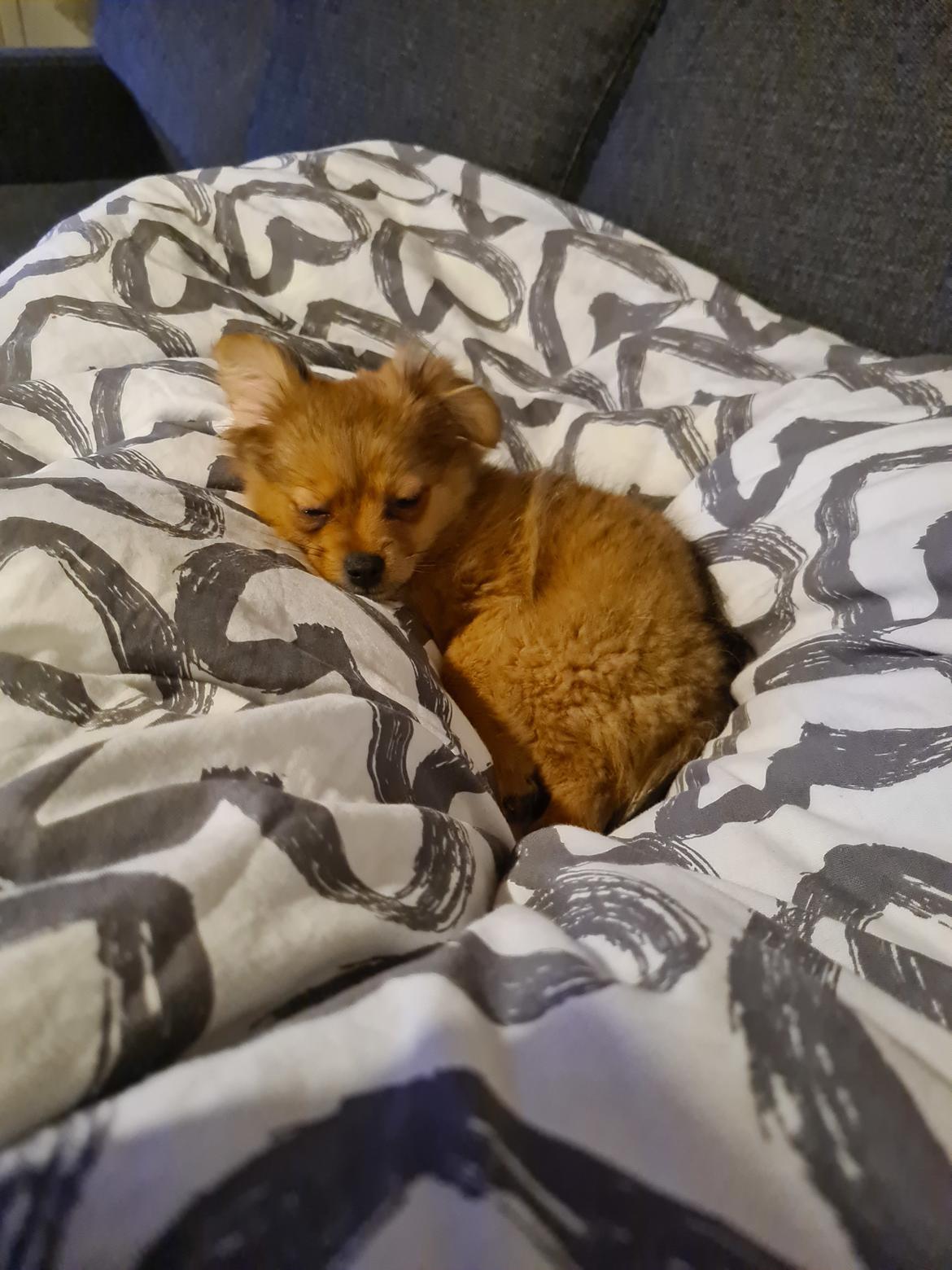 Blanding af racer Flora Ræv billede 13