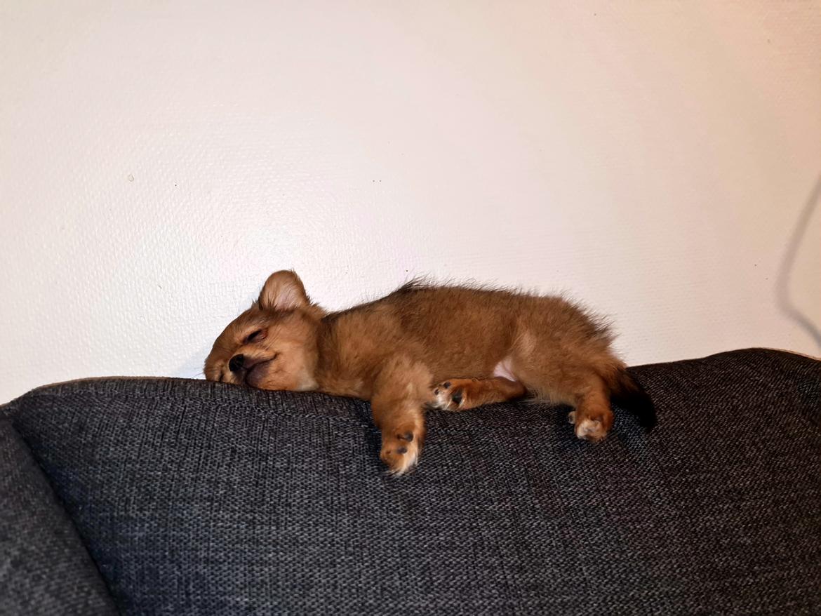 Blanding af racer Flora Ræv billede 15