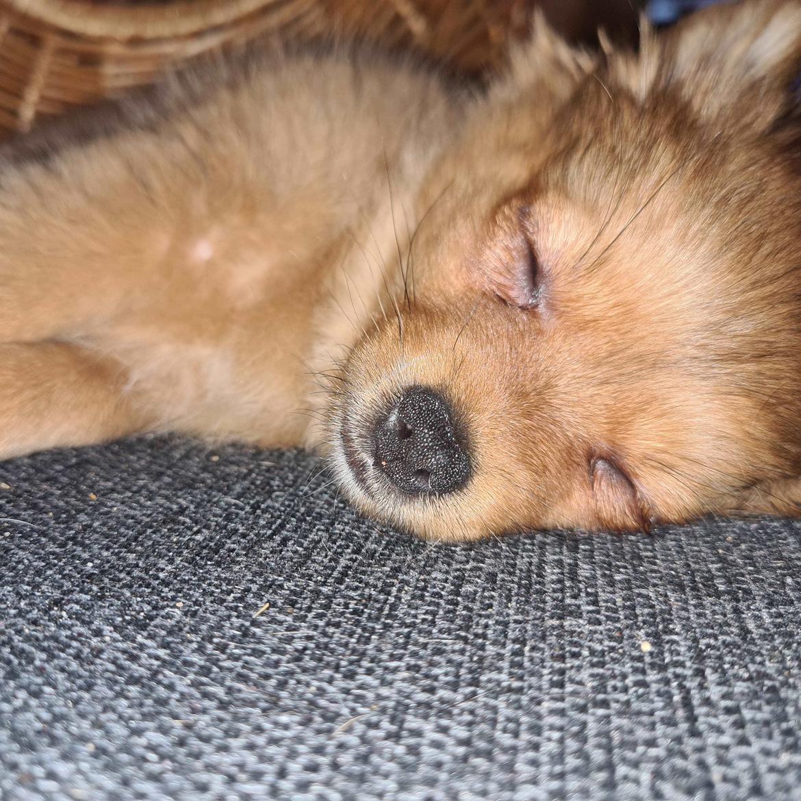 Blanding af racer Flora Ræv billede 16