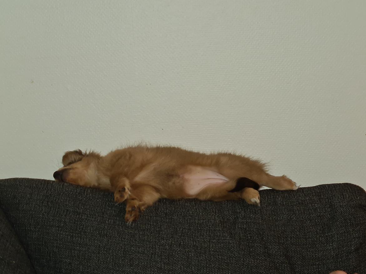 Blanding af racer Flora Ræv billede 14