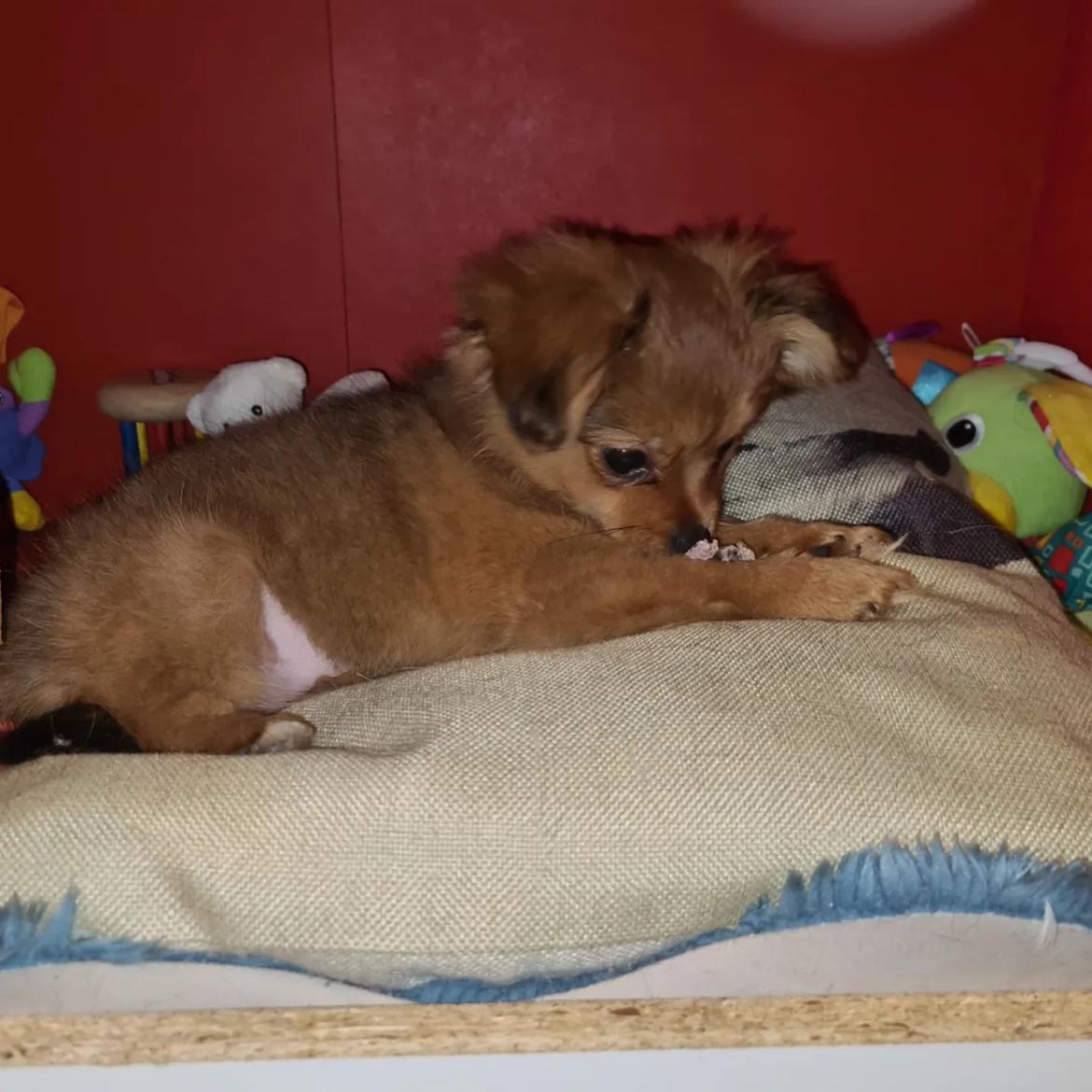 Blanding af racer Flora Ræv billede 18