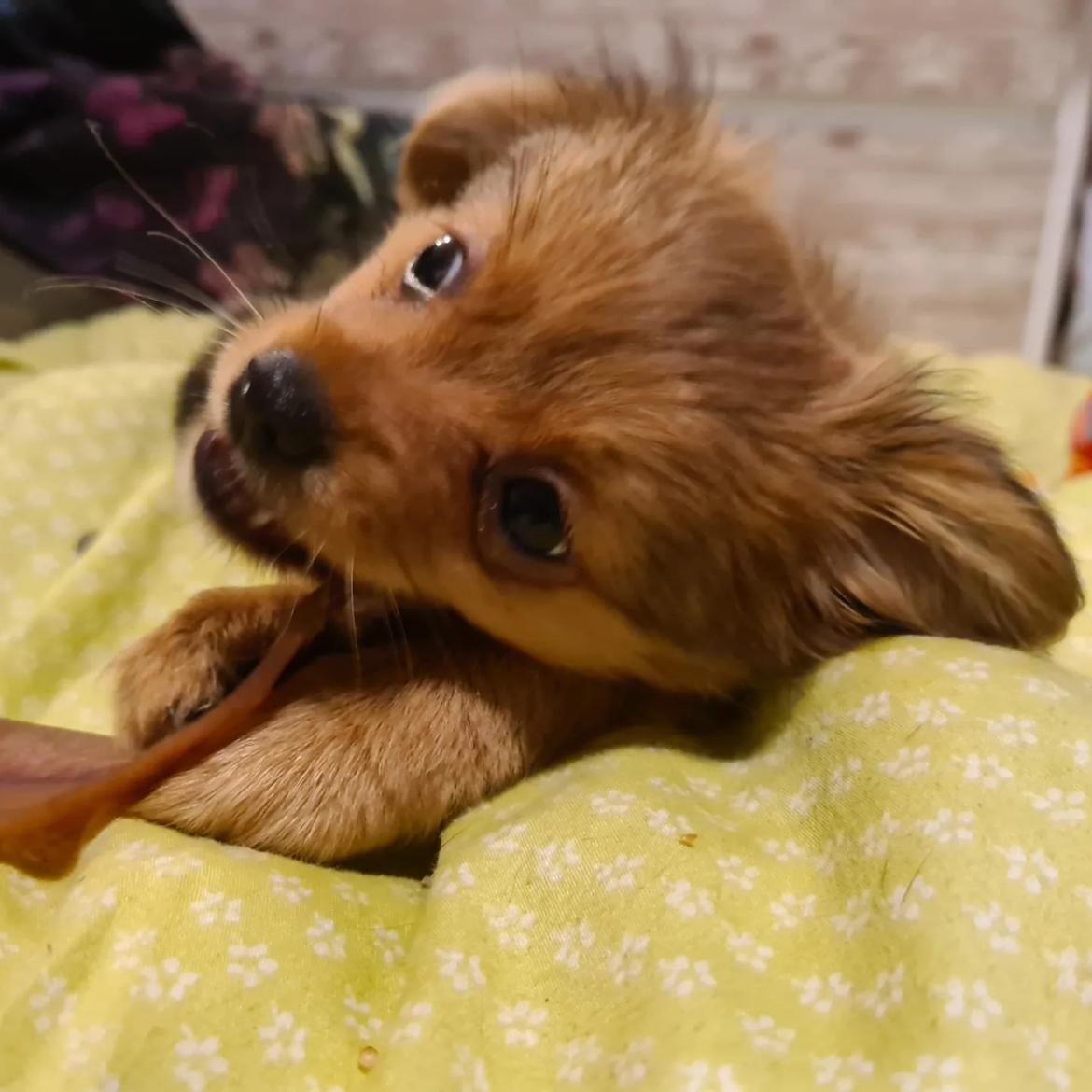 Blanding af racer Flora Ræv billede 19