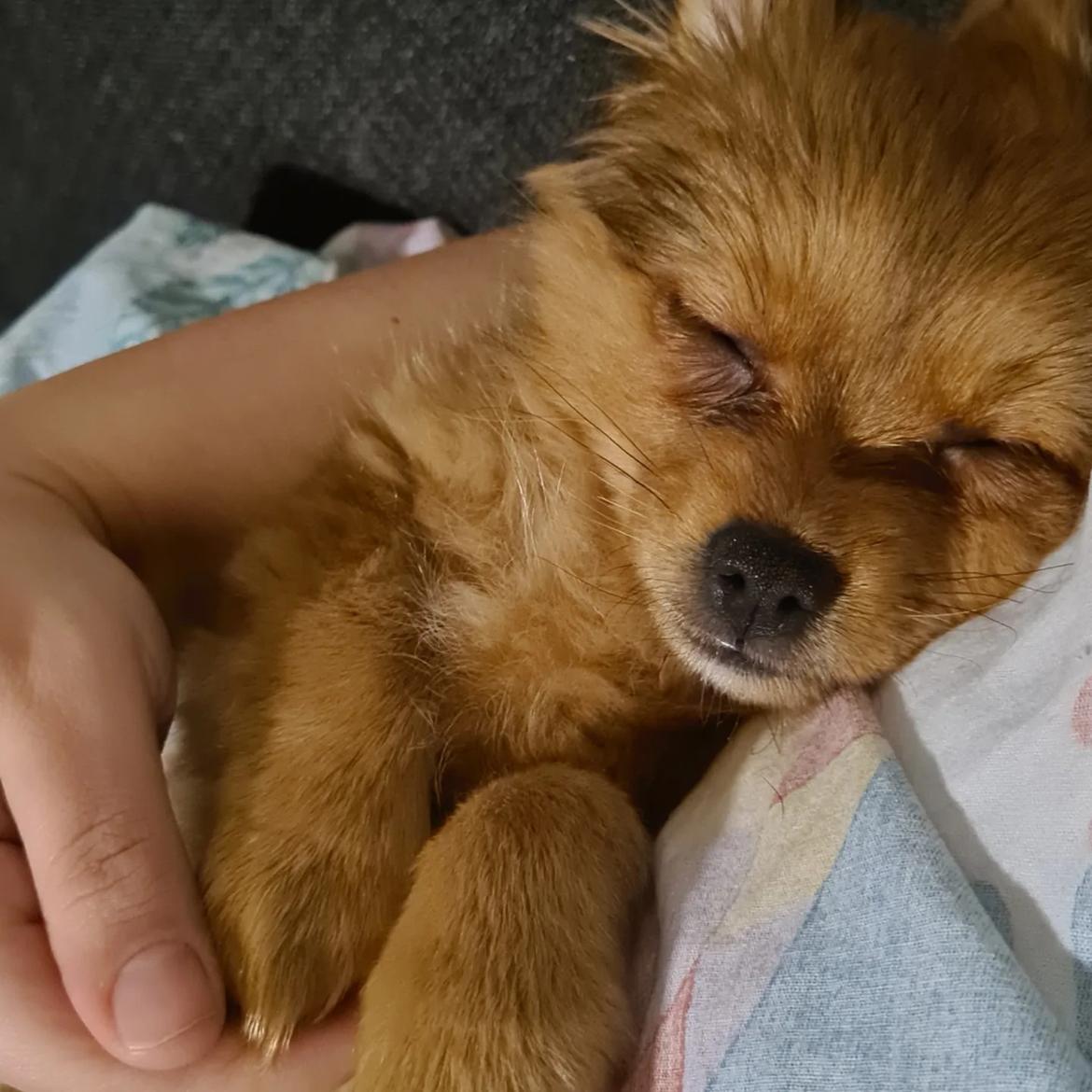 Blanding af racer Flora Ræv billede 20