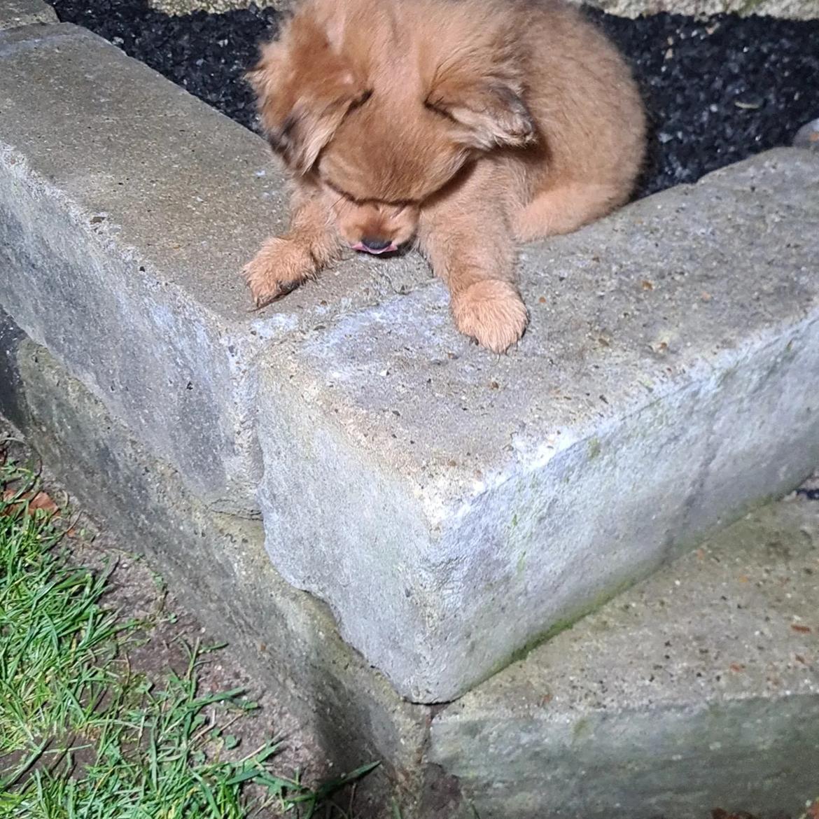 Blanding af racer Flora Ræv billede 21