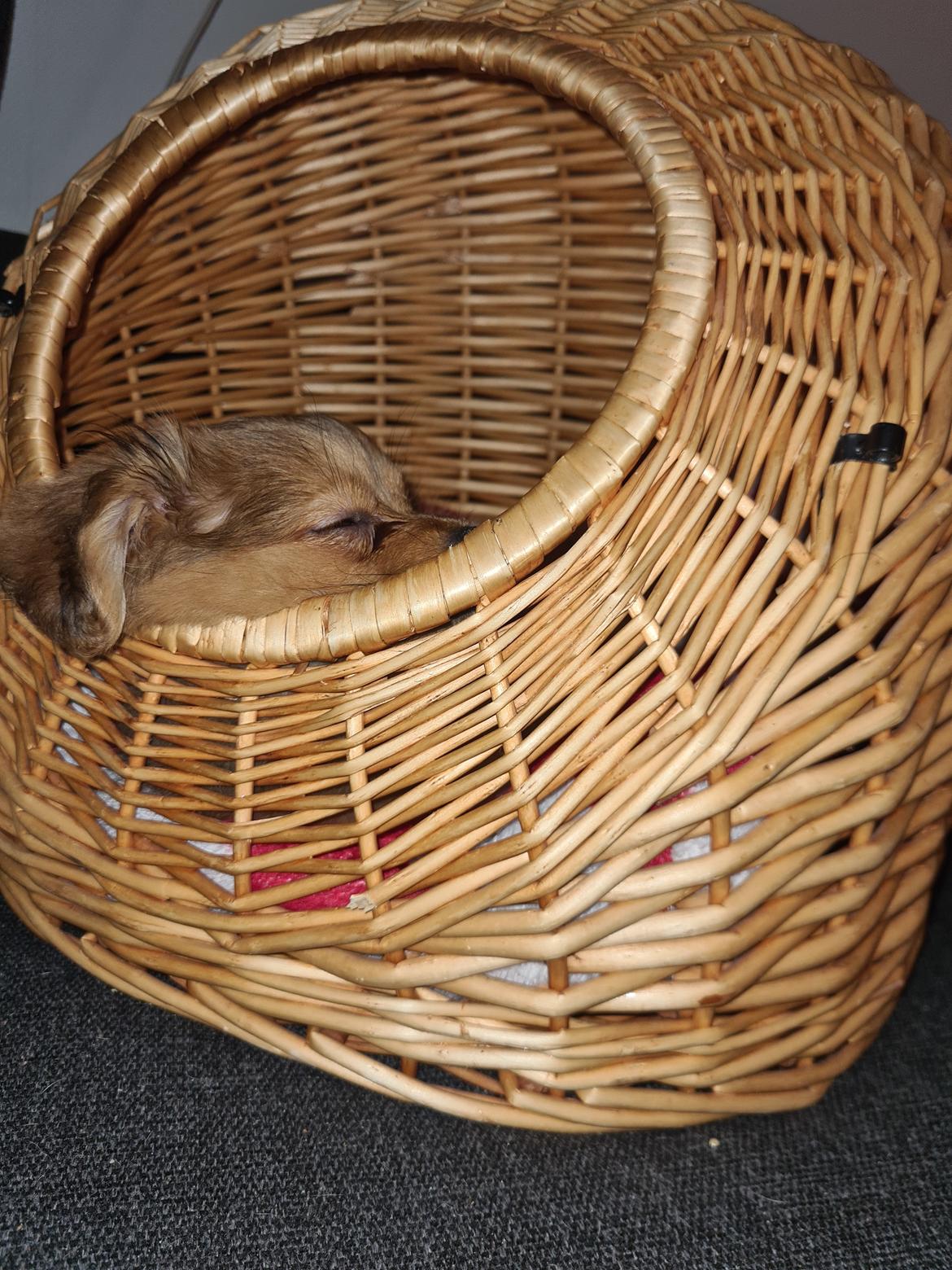 Blanding af racer Flora Ræv billede 22