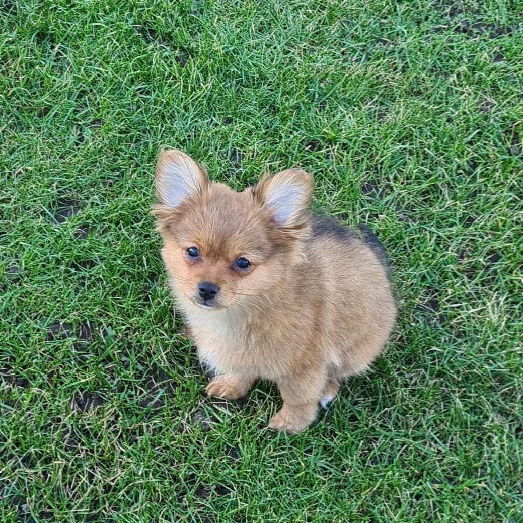 Blanding af racer Flora Ræv billede 17