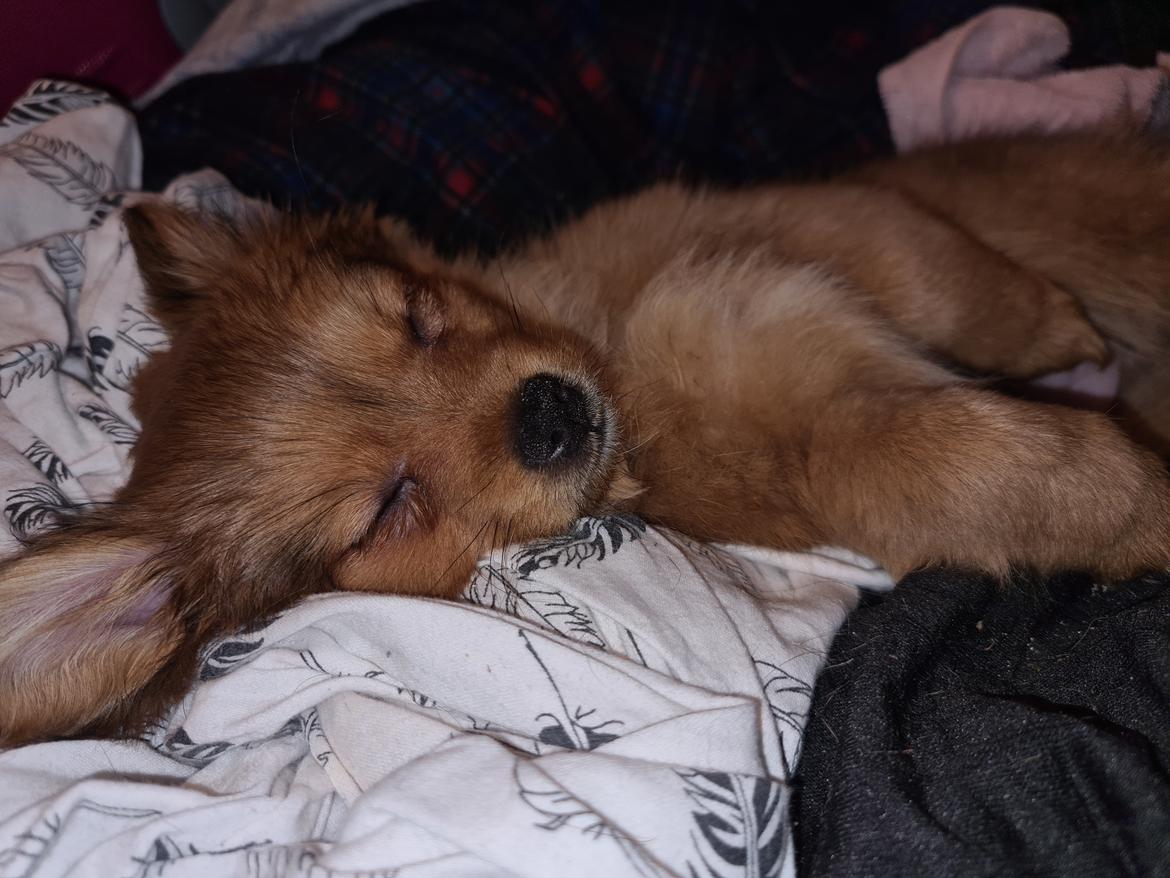 Blanding af racer Flora Ræv billede 24