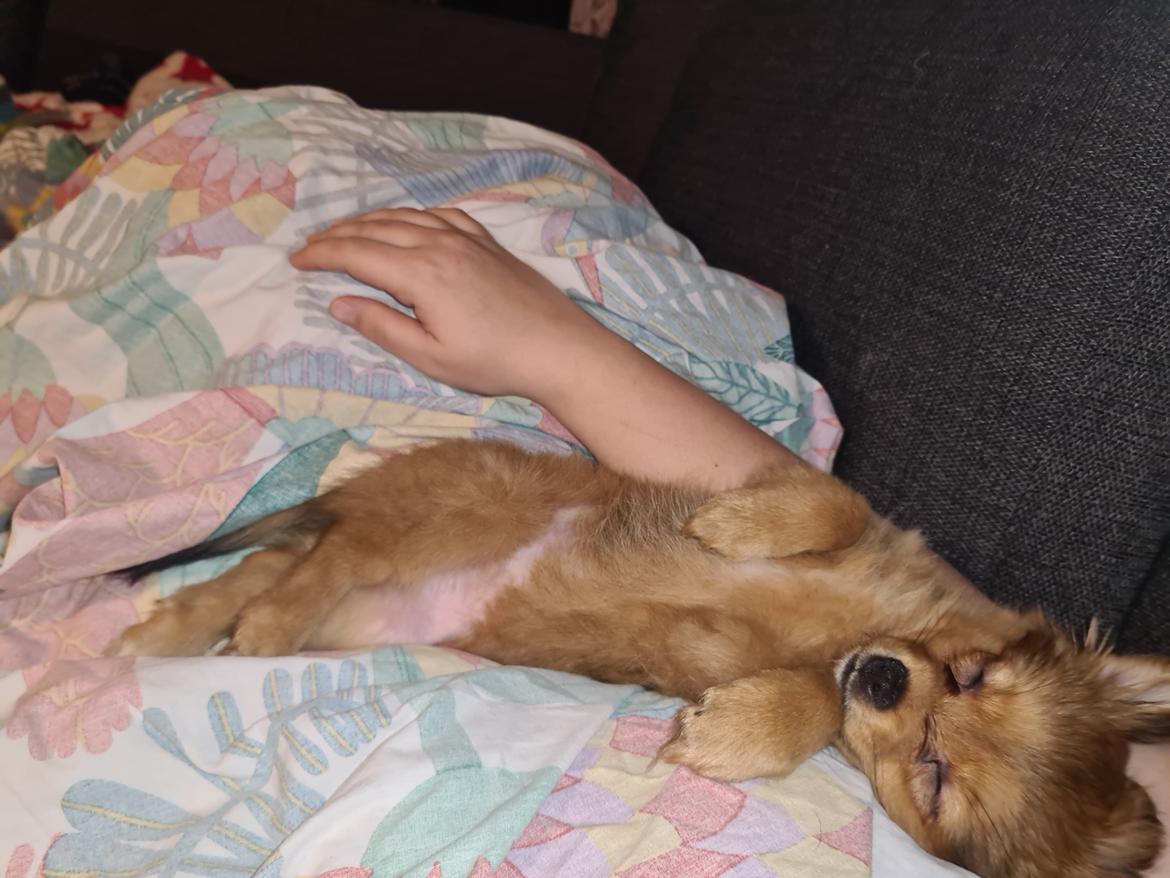 Blanding af racer Flora Ræv billede 23