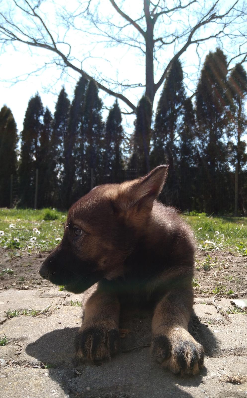 Schæferhund Bayogi Queen. (Enya). billede 37