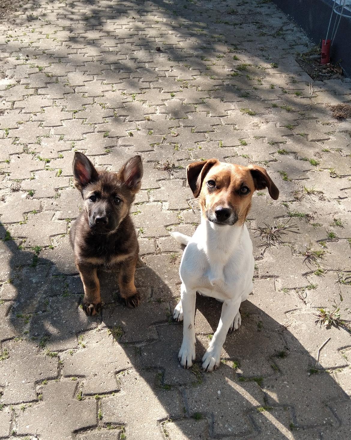 Schæferhund Bayogi Queen. (Enya). billede 36