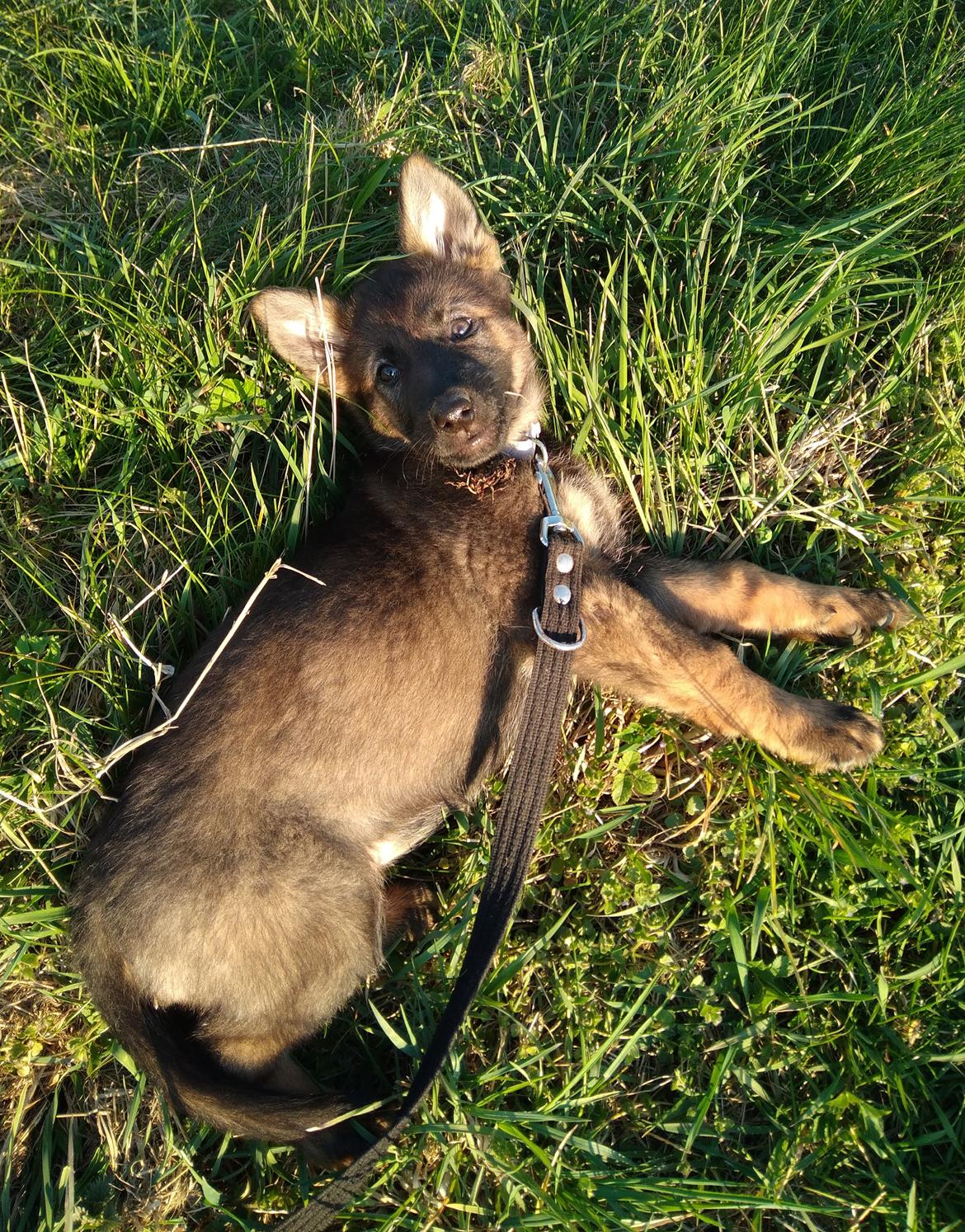 Schæferhund Bayogi Queen. (Enya). billede 22