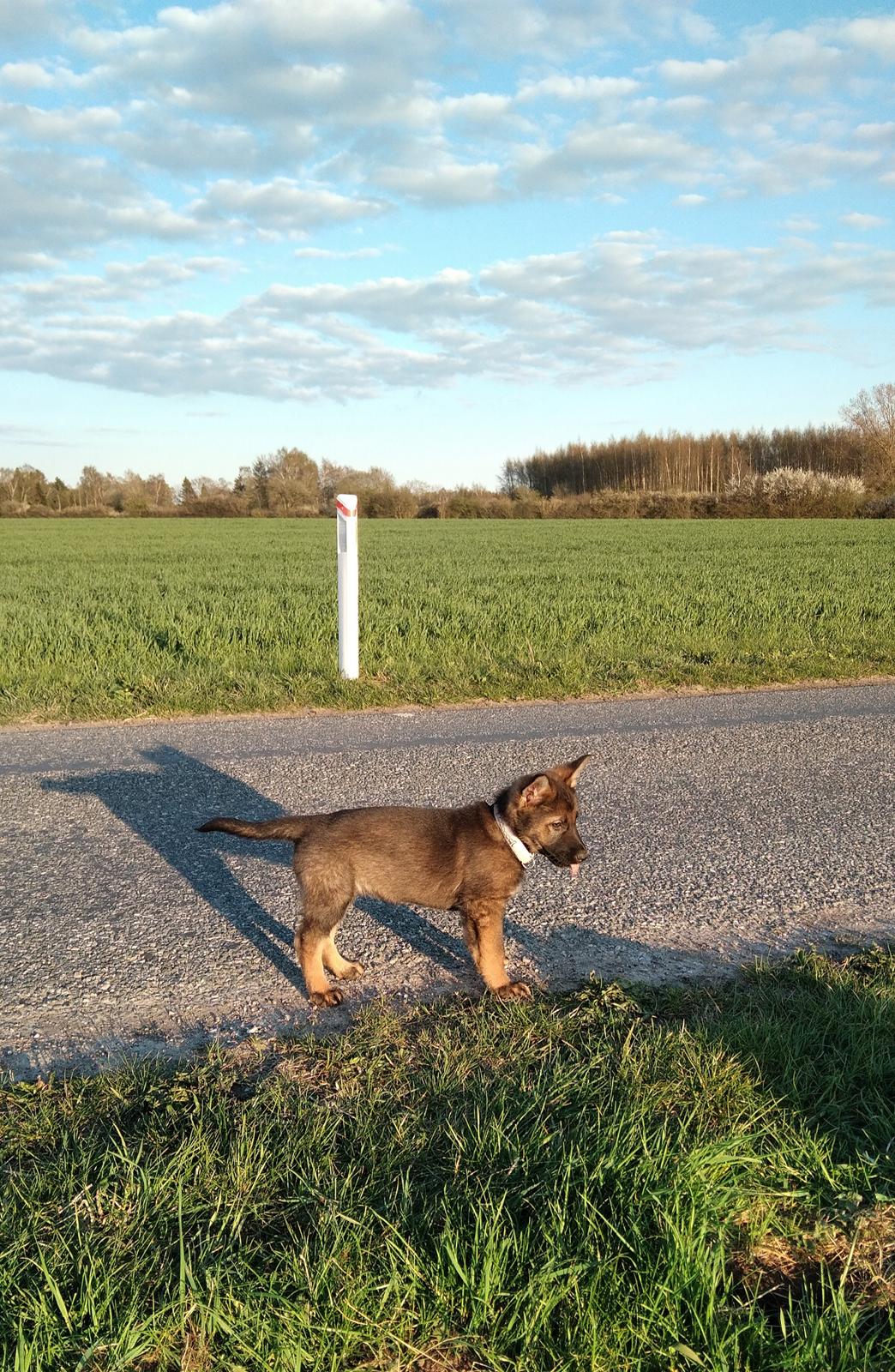 Schæferhund Bayogi Queen. (Enya). billede 44