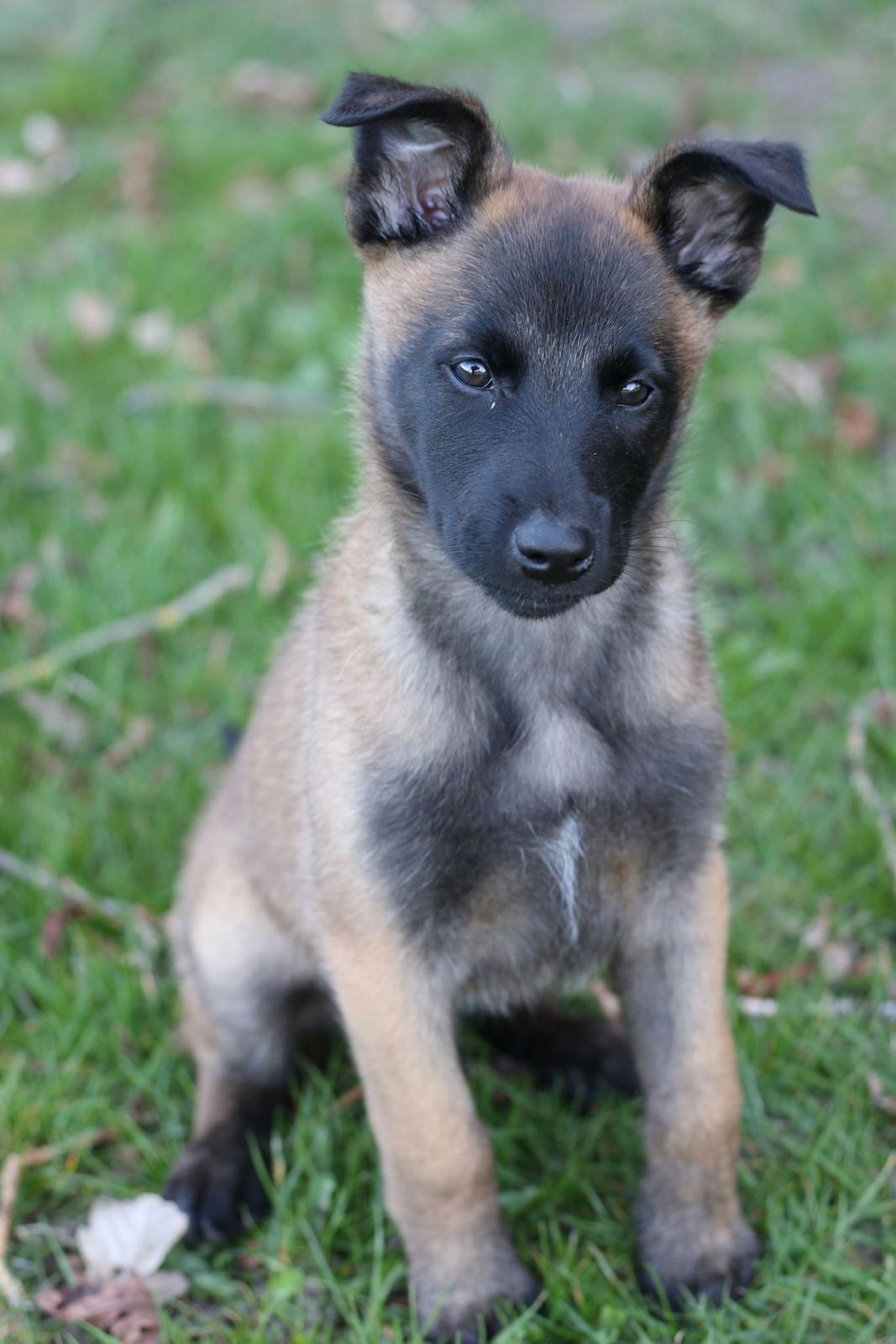 Malinois Sonic Ostraryka billede 1