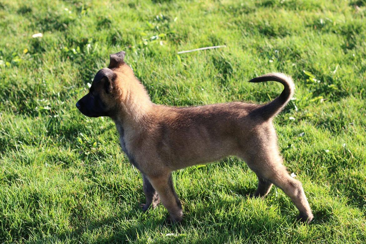 Malinois Sonic Ostraryka billede 3