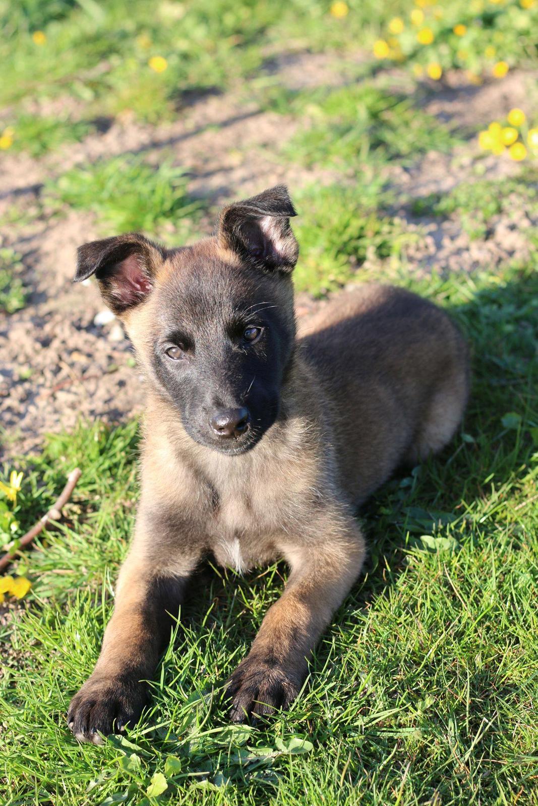 Malinois Sonic Ostraryka billede 2