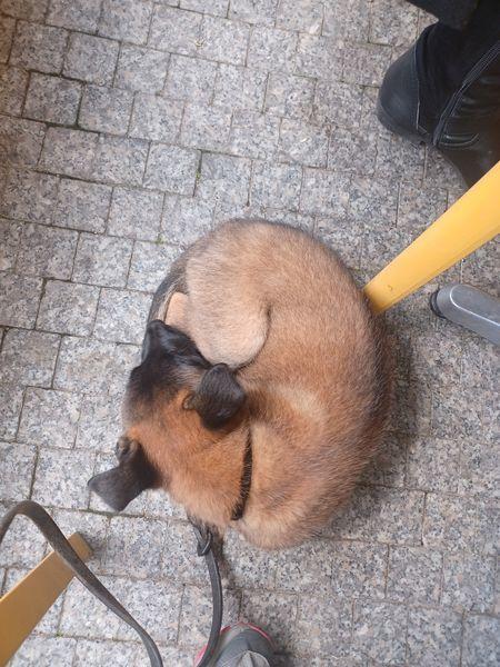 Malinois Sonic Ostraryka billede 4