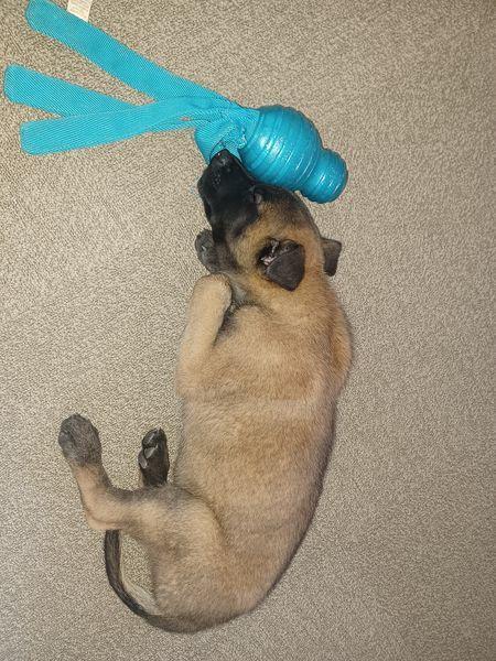 Malinois Sonic Ostraryka billede 5