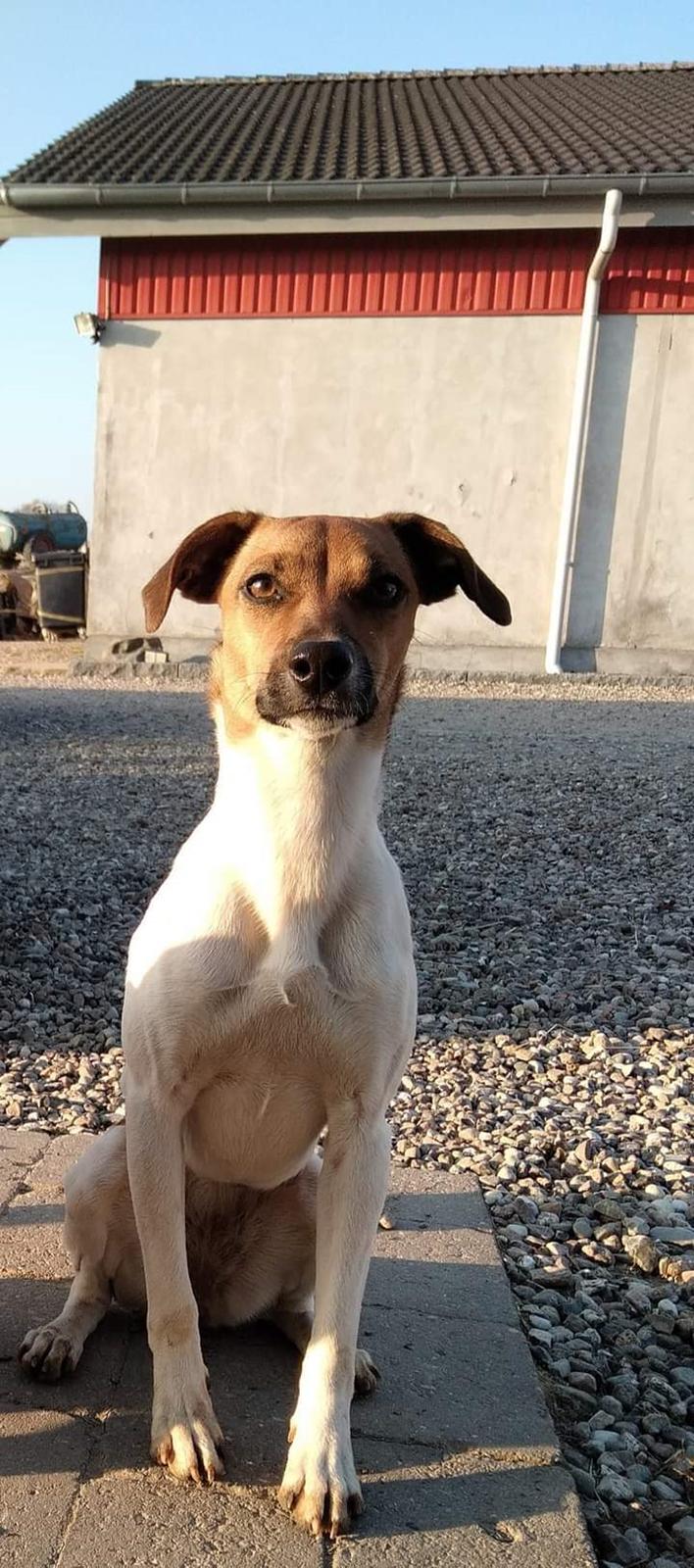 Dansk svensk gaardhund Hundeprut. billede 6