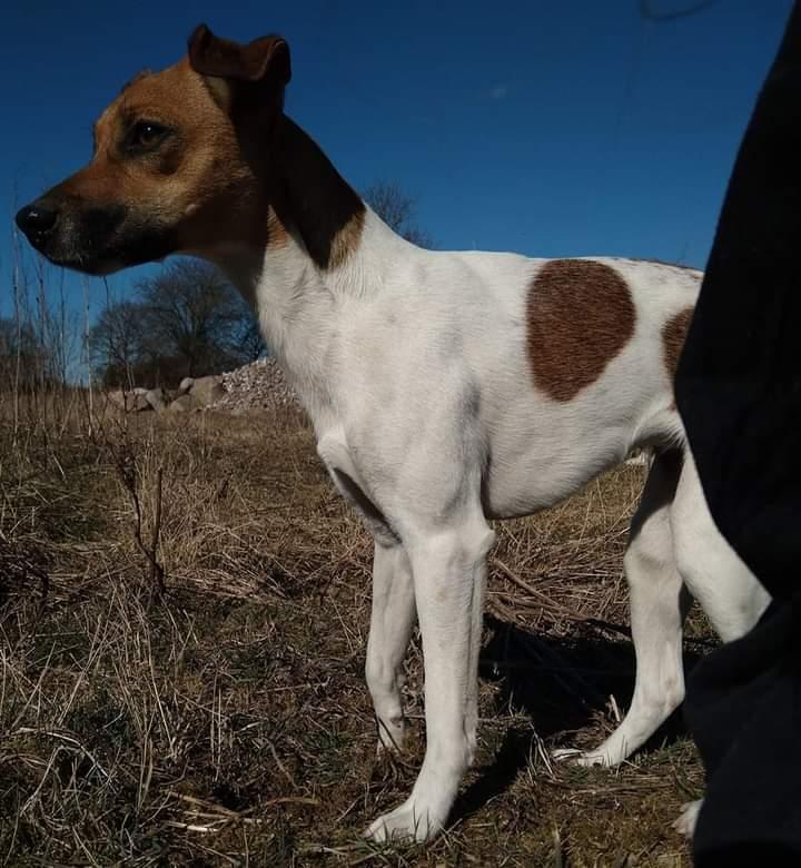 Dansk svensk gaardhund Hundeprut. billede 15