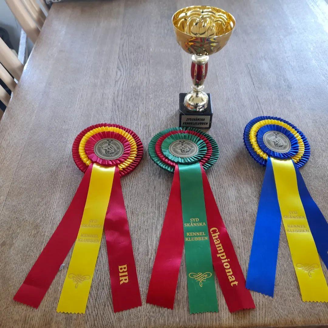 Rat Terrier Solgaards Baloo billede 31