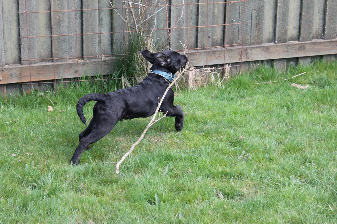 Blanding af racer Topper billede 10