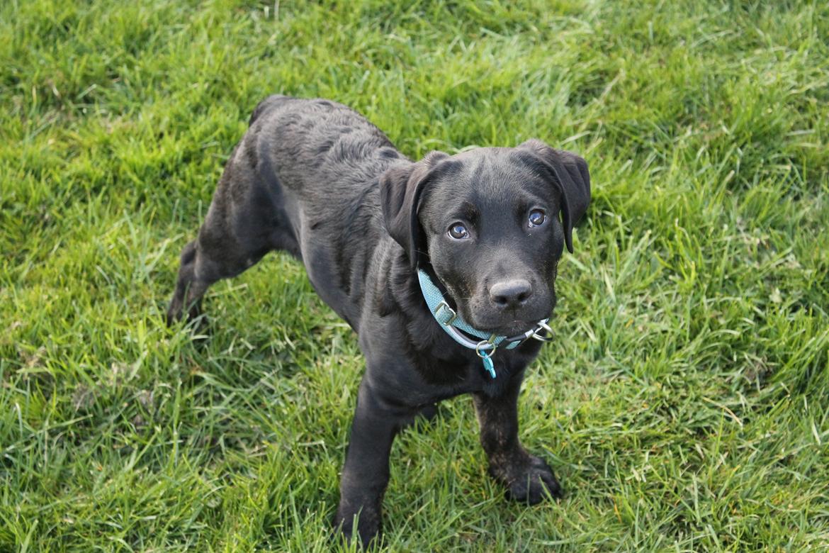 Blanding af racer Topper billede 12