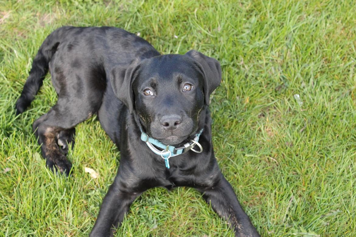 Blanding af racer Topper billede 4