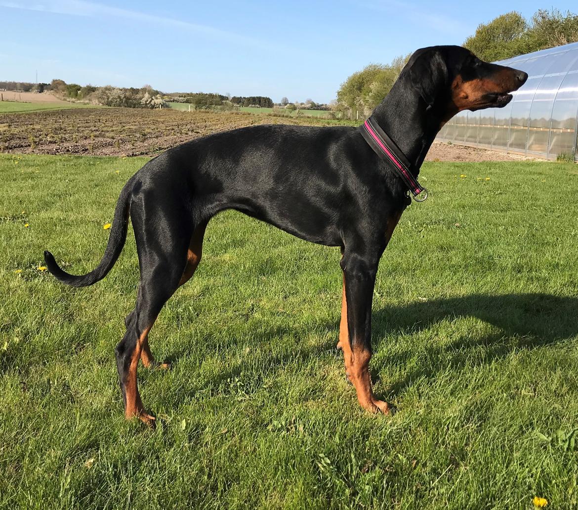 Dobermann Penny von Engelhardt - Penny 7 mdr billede 3