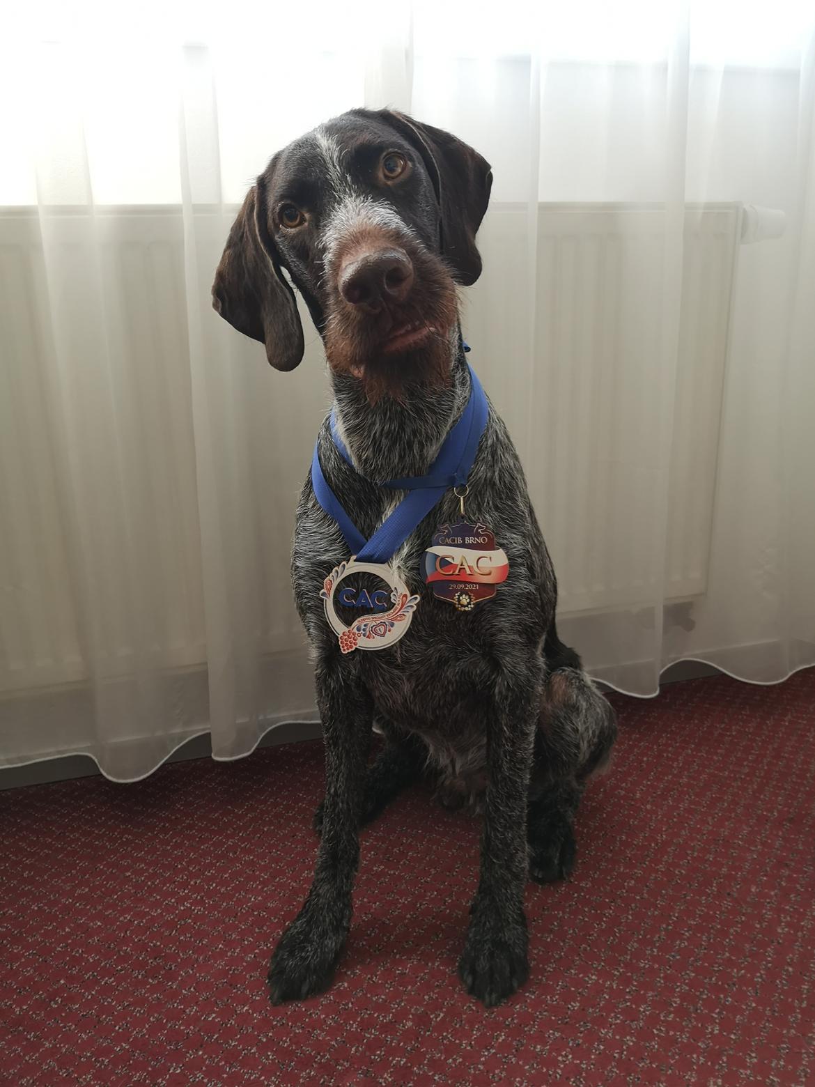 Ruhåret hønsehund Vanghytten C. Cass billede 7