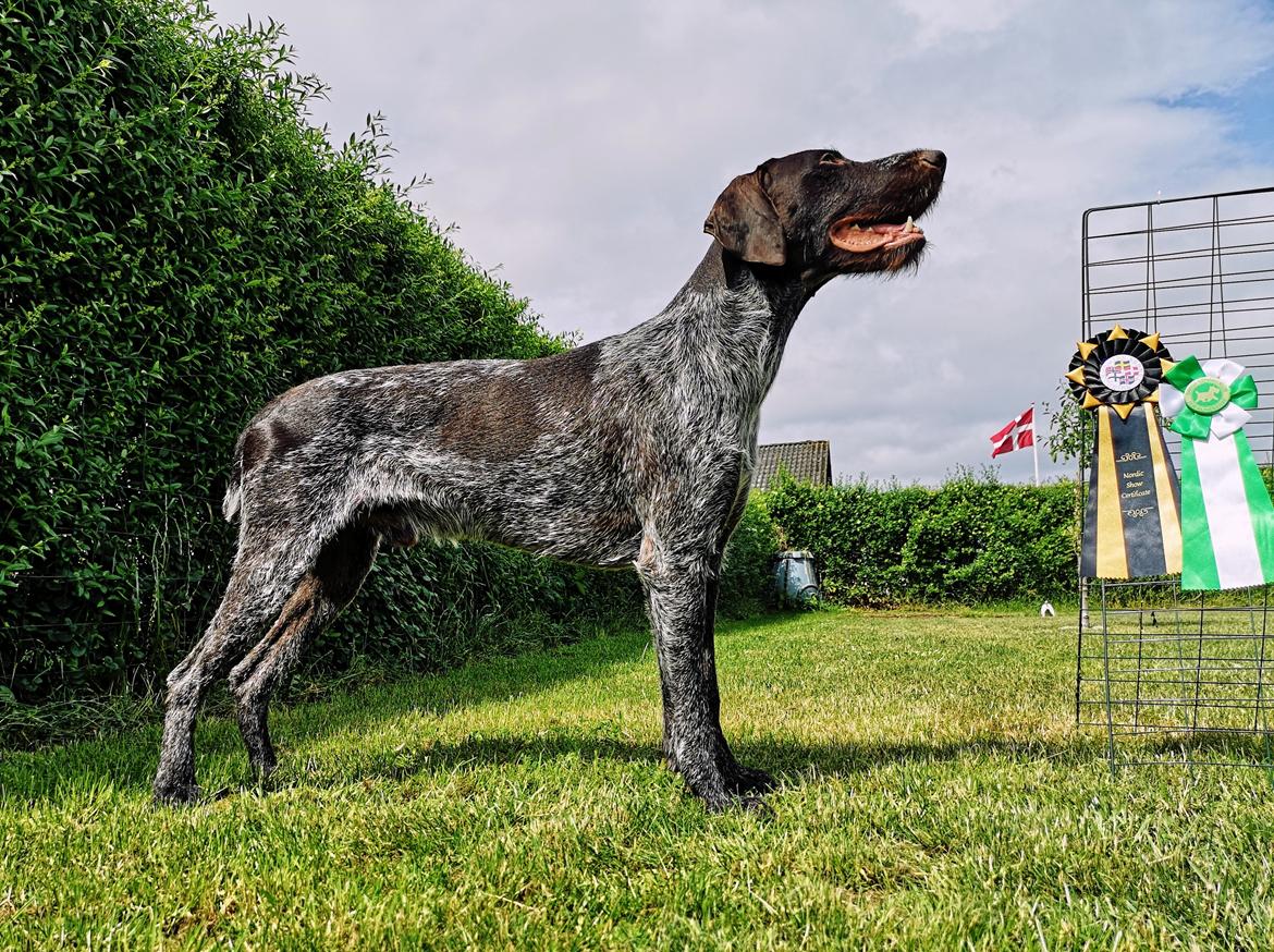 Ruhåret hønsehund Vanghytten C. Cass billede 1