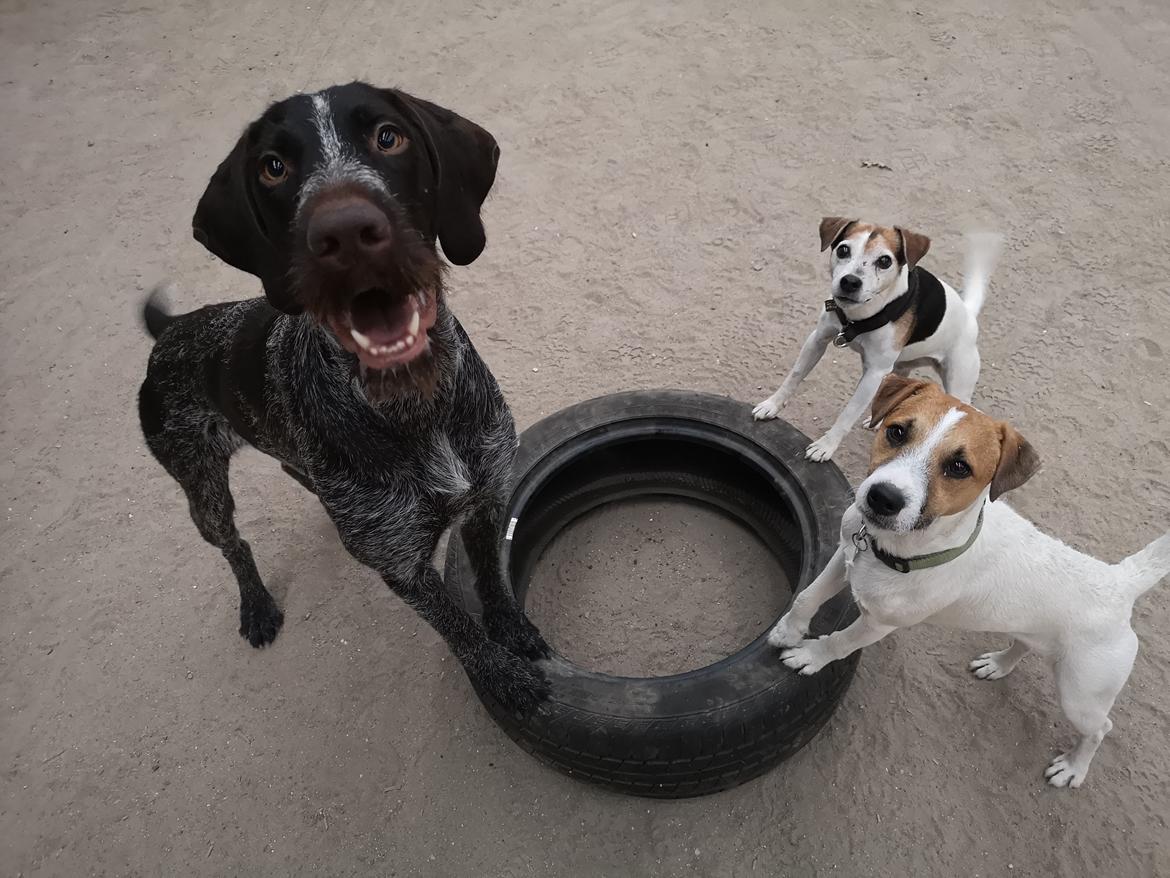 Ruhåret hønsehund Vanghytten C. Cass billede 8