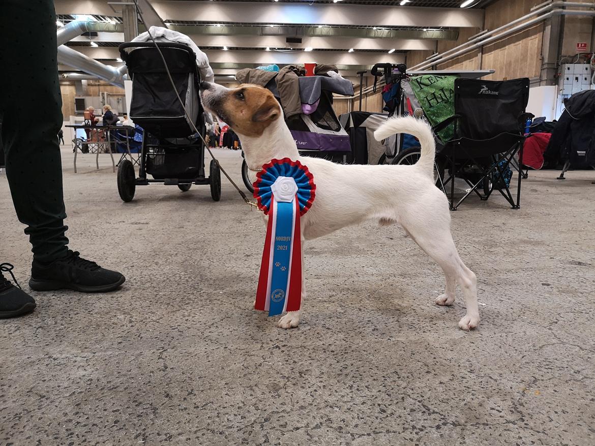 Parson russell terrier HiJacks 5th I'm always Spot on  billede 7