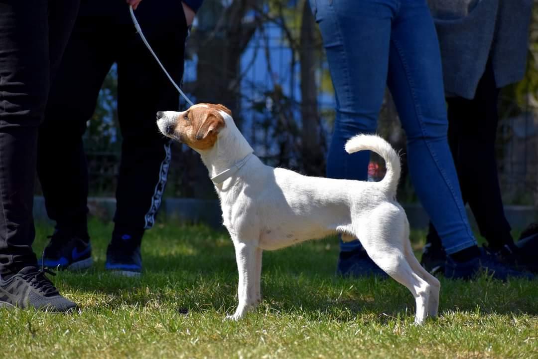 Parson russell terrier HiJacks 5th I'm always Spot on  billede 8