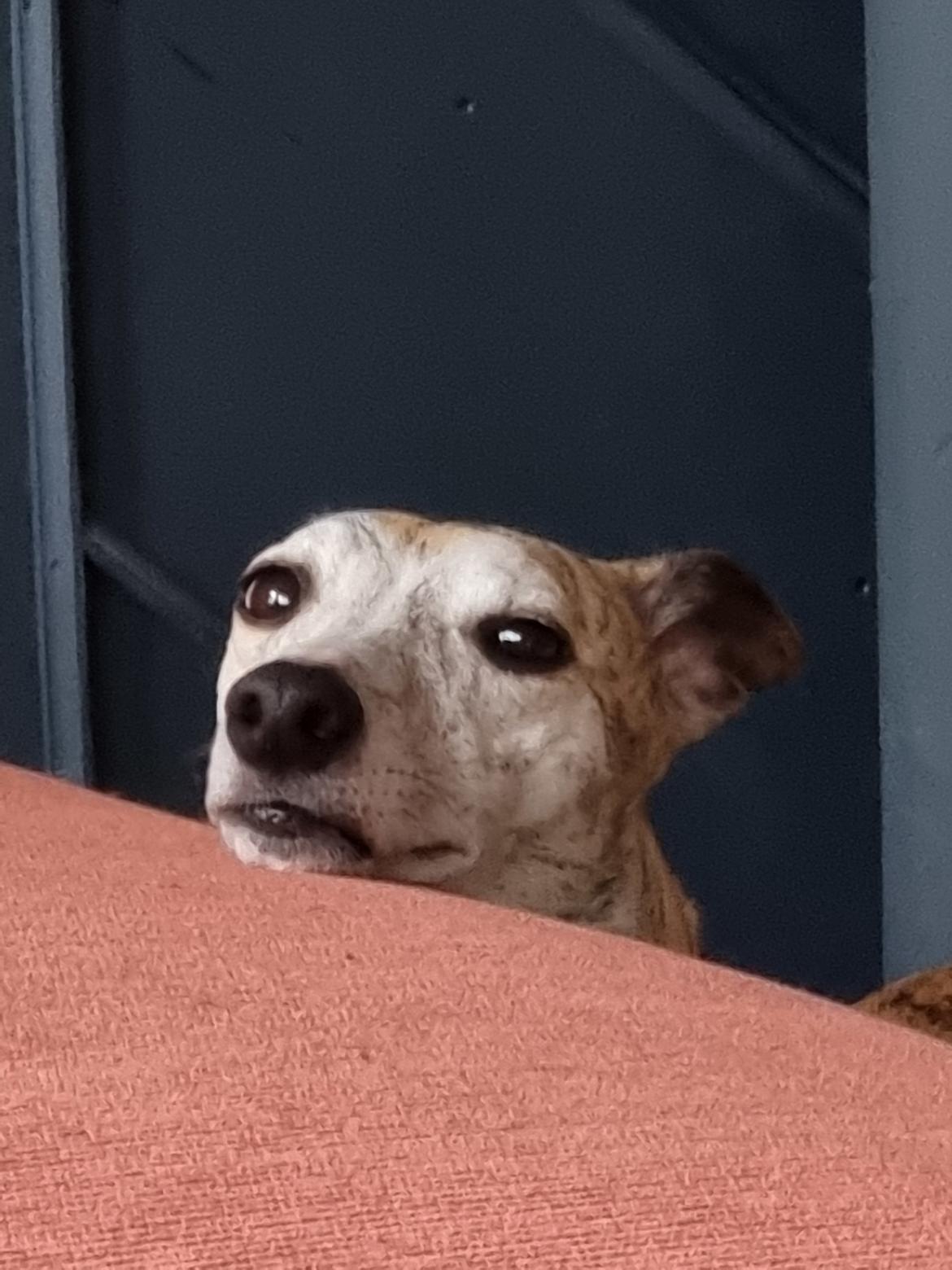 Whippet Ea billede 2