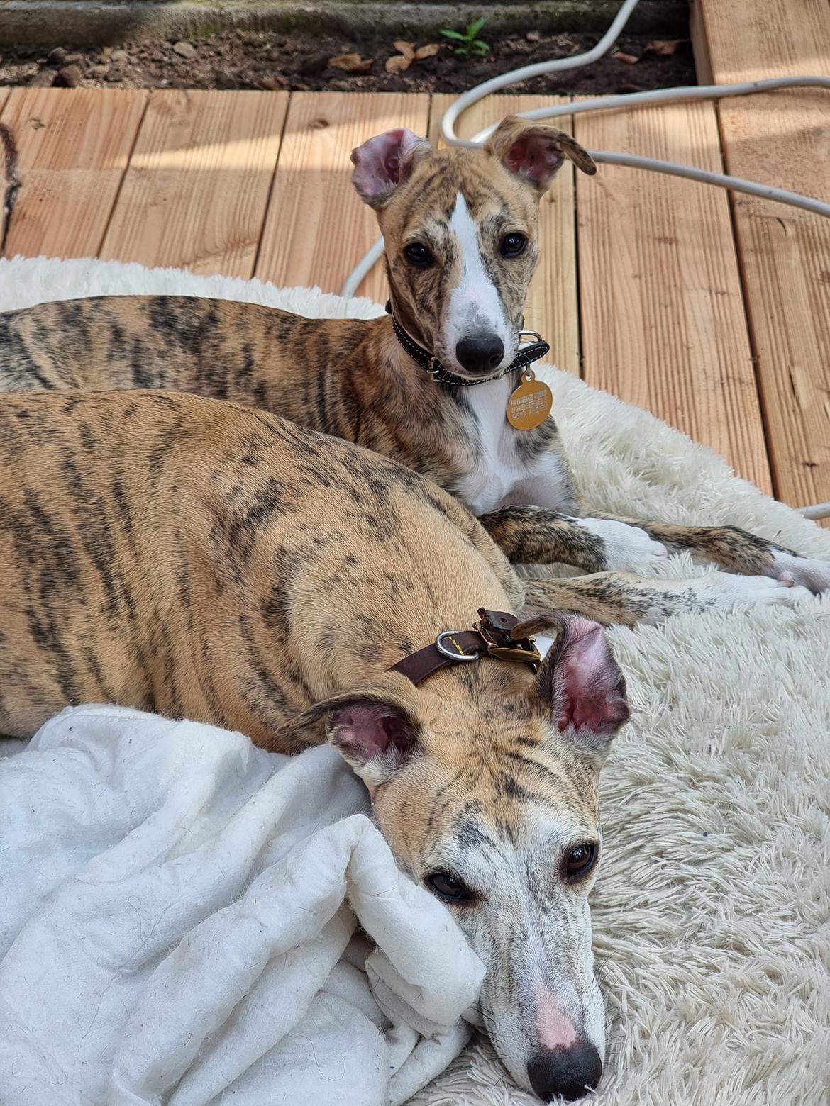 Whippet Ea billede 3