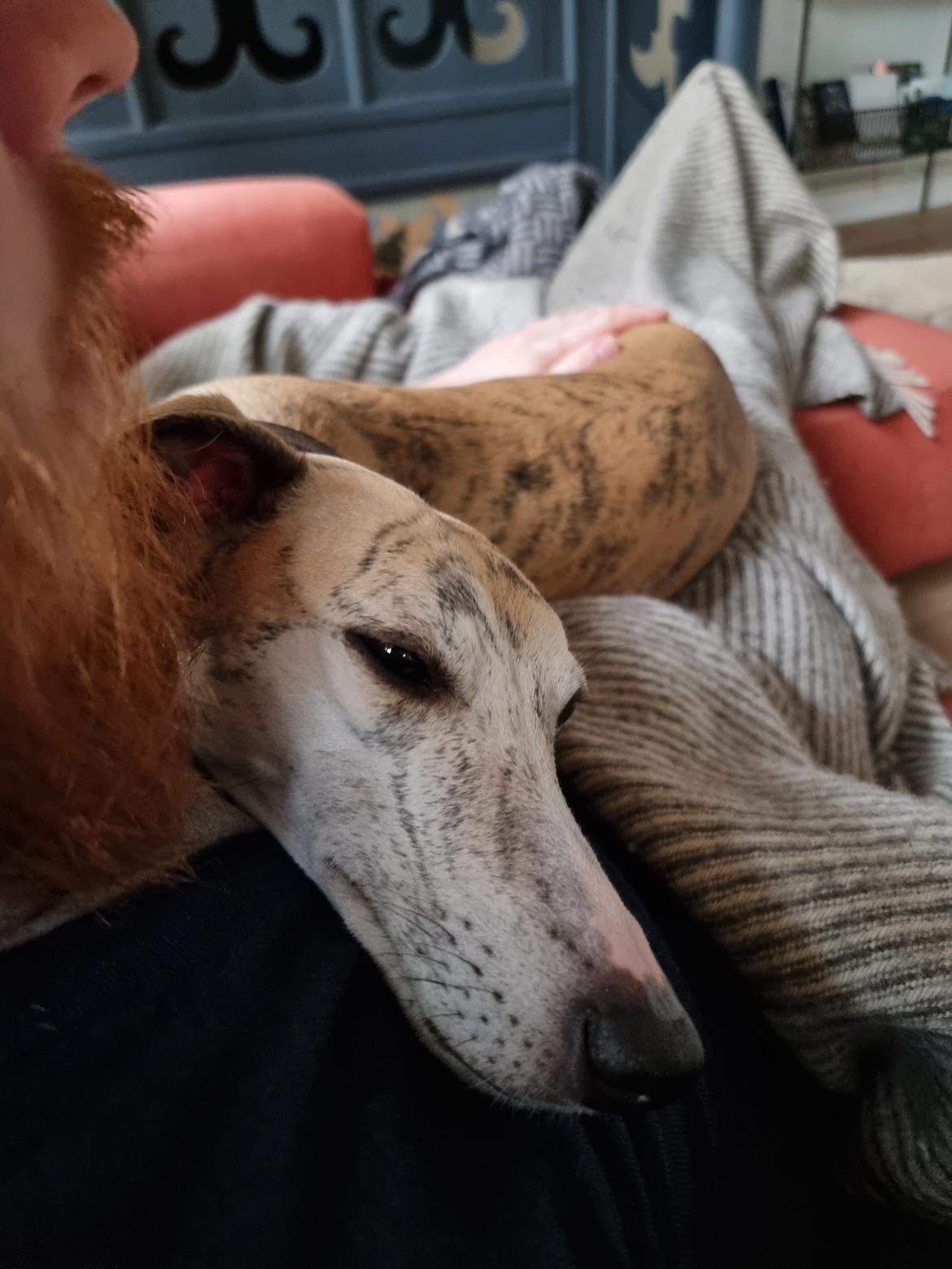 Whippet Ea billede 5