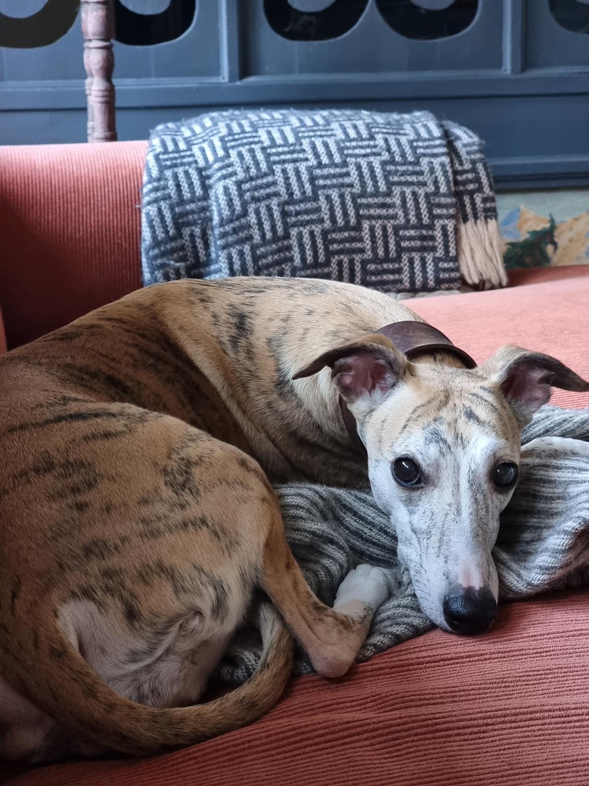 Whippet Ea billede 6