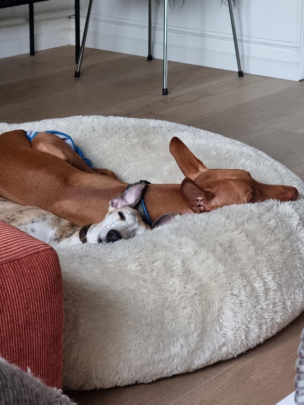 Whippet Ea billede 7